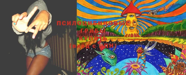 прущие грибы Вязники
